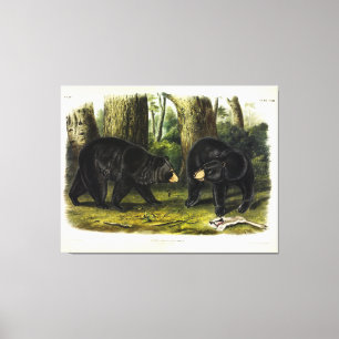 American Black Bear (Ursus Americanus) av Audubon Canvastryck