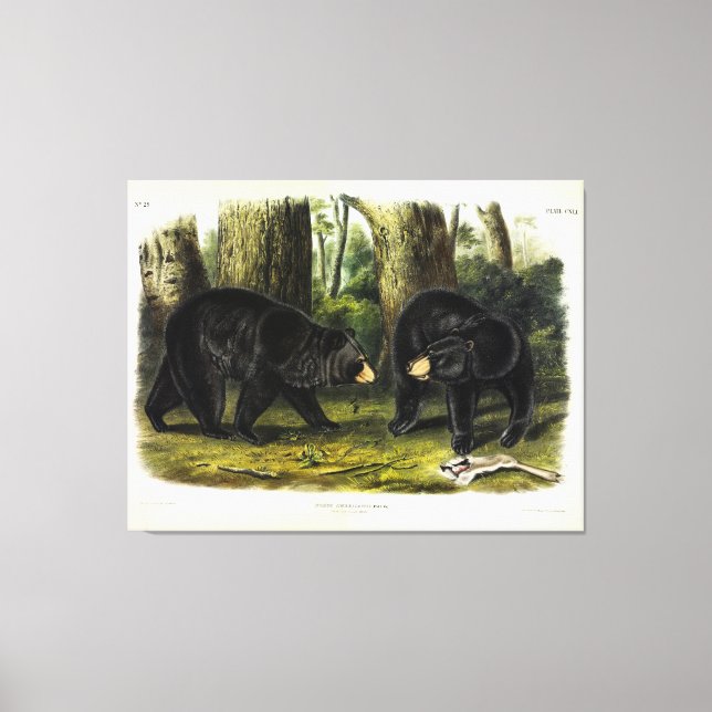American Black Bear (Ursus Americanus) av Audubon Canvastryck (Framsida)