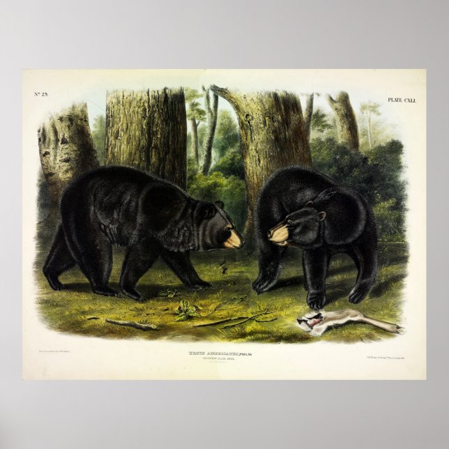 American Black Bear (Ursus Americanus) av Audubon Poster (Framsidan)