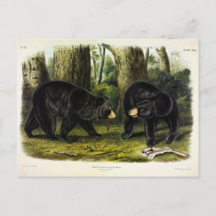 American Black Bear (Ursus Americanus) av Audubon Vykort