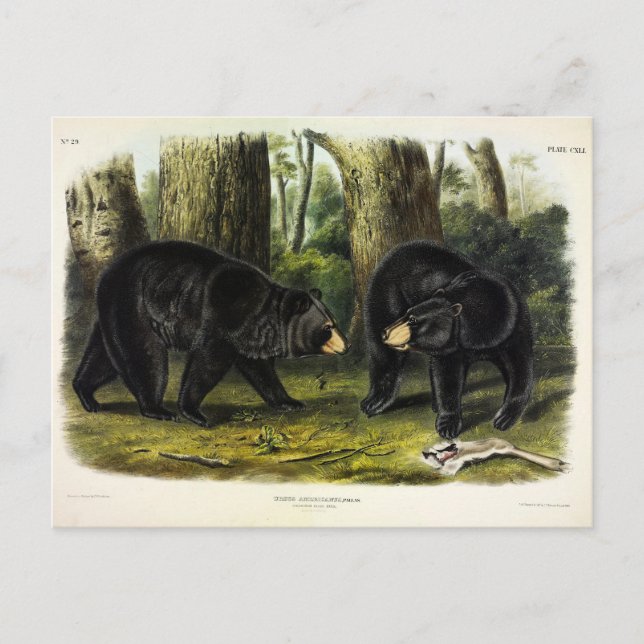 American Black Bear (Ursus Americanus) av Audubon Vykort (Framsida)