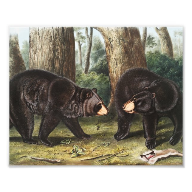 American Black Bear Ursus Americanus Illustration Fototryck (Framsidan)