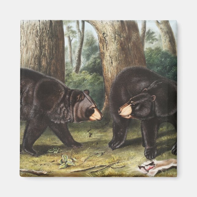 American Black Bear Ursus Americanus Illustration Magnet (Framsidan)