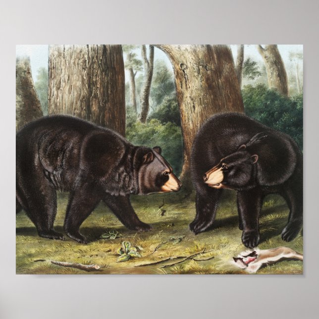 American Black Bear Ursus Americanus Illustration Poster (Framsidan)