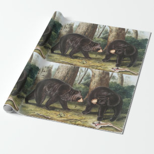 American Black Bear Ursus Americanus Illustration Presentpapper