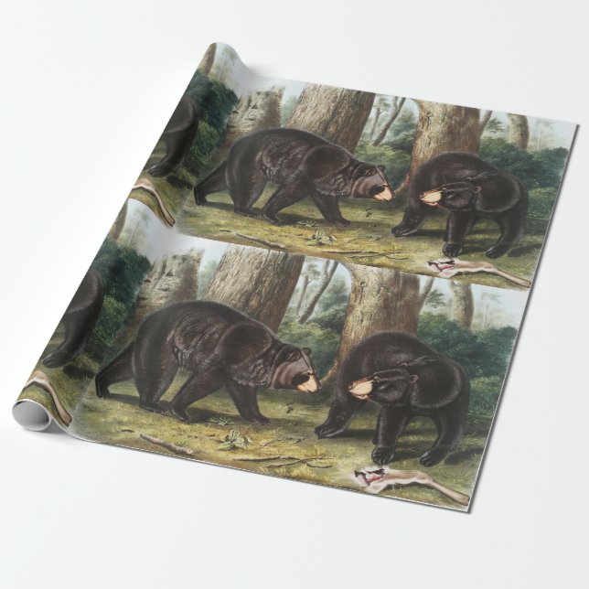 American Black Bear Ursus Americanus Illustration Presentpapper (Utrullad)