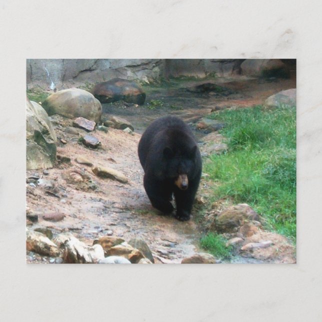 American Black Bear Vykort (Framsida)