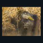American Black Duck Poster<br><div class="desc">American Black Duck Poster</div>
