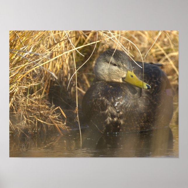 American Black Duck Poster (Framsidan)