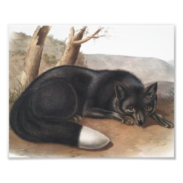 American Black eller Silver Fox (Vulpes fulvus) Fototryck (Framsidan)