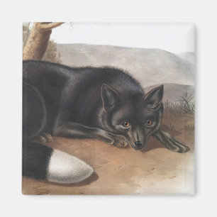 American Black eller Silver Fox (Vulpes fulvus) Magnet