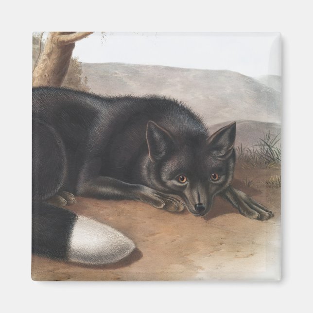American Black eller Silver Fox (Vulpes fulvus) Magnet (Framsidan)