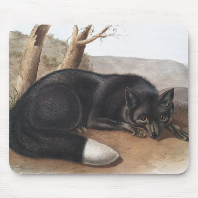 American Black eller Silver Fox (Vulpes fulvus) Musmatta (Framsidan)