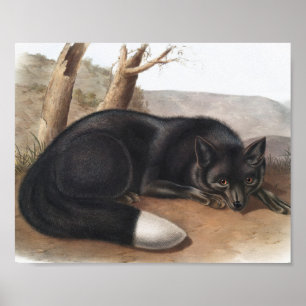American Black eller Silver Fox (Vulpes fulvus) Poster