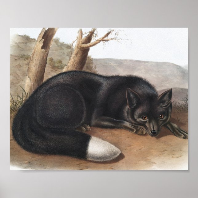 American Black eller Silver Fox (Vulpes fulvus) Poster (Framsidan)