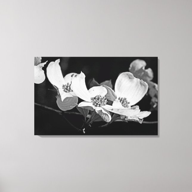 American Blommar Dogwood Blommars Black & White Canvastryck (Framsida)