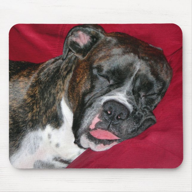 American Boxer Musmatta (Framsidan)
