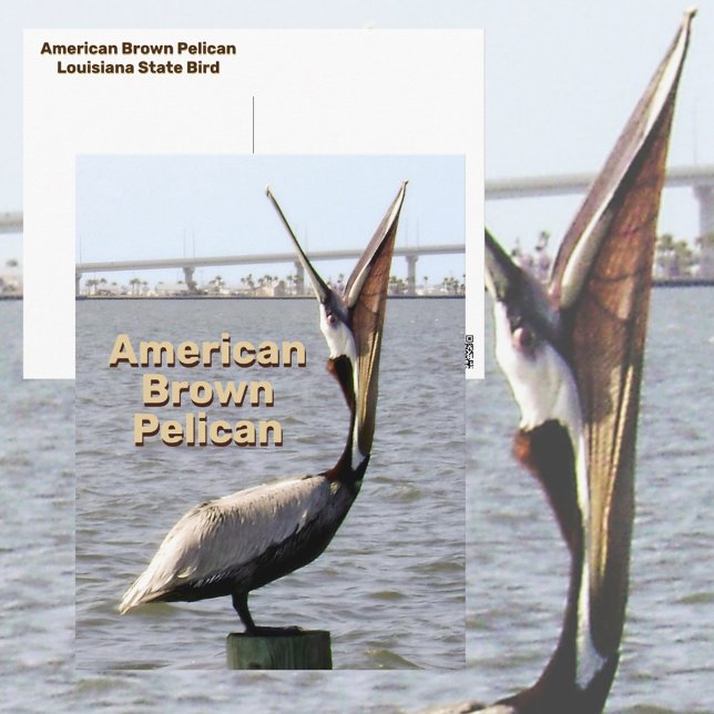 American Brown Pelican Louisiana State Bird Vykort (Skapare uppladdad)