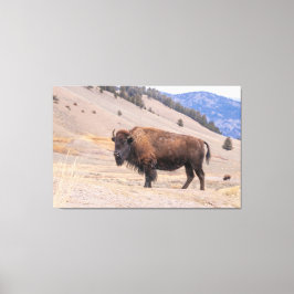 American Buffalo Bison Photograph, Yellowstone Canvastryck
