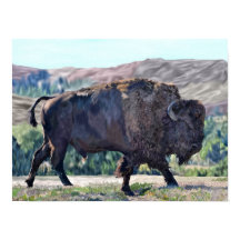 American Buffalo Bison