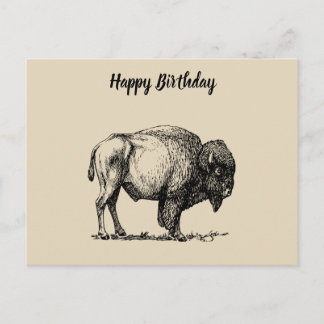 American Buffalo Bison Vykort