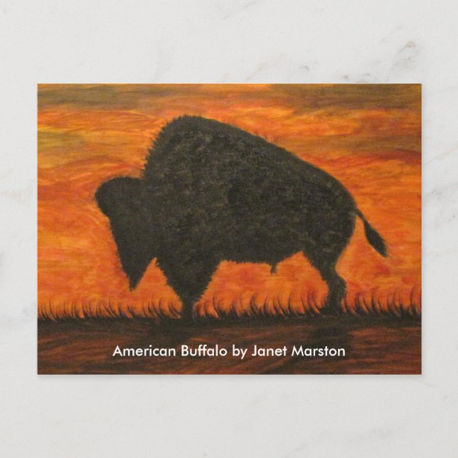 American Buffalo (Bison) Vykort (Framsida)
