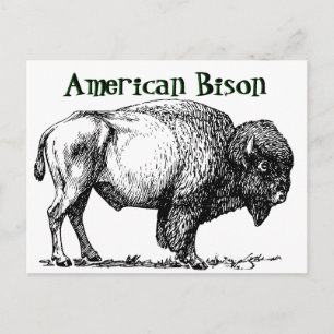 American Buffalo Bison Vykort