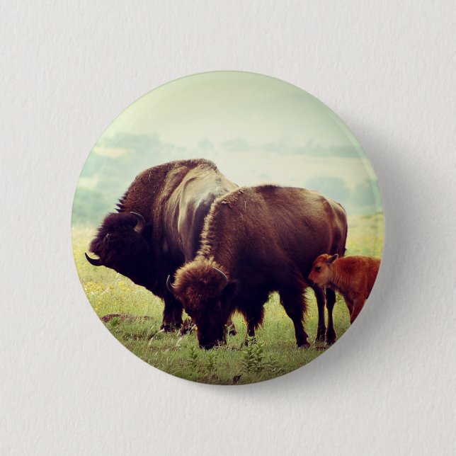 American Buffalo-familjen (Bison) Knapp (Framsida)