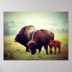 American Buffalo-familjen (Bison) Poster