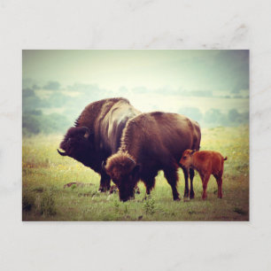 American Buffalo-familjen (Bison) Vykort