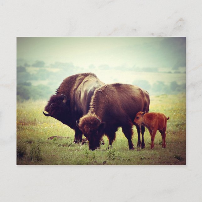 American Buffalo-familjen (Bison) Vykort (Framsida)