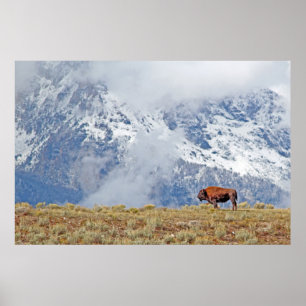 American Buffalo High i Tetons Poster