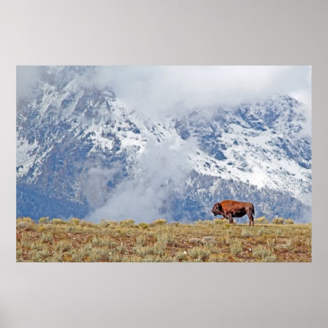 American Buffalo High i Tetons Poster (Framsidan)
