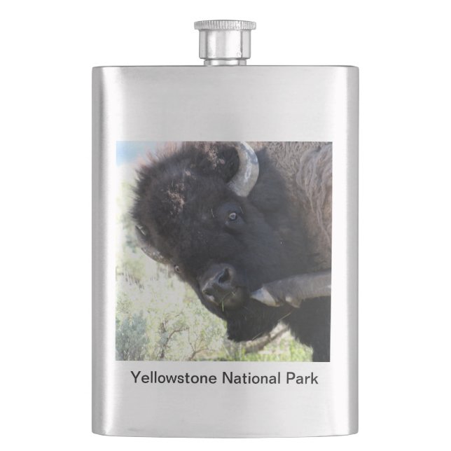 American Buffalo in Yellowstone National Park Fickplunta (Framsidan)