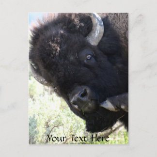 American Buffalo in Yellowstone National Park Vykort