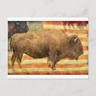 American Buffalo Vykort