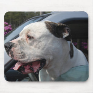 American Bull Dog Musmatta
