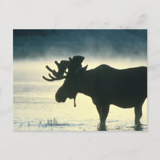 American Bull Moose Vykort