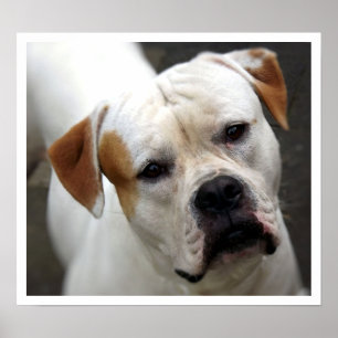 American Bulldog Ansikte Poster