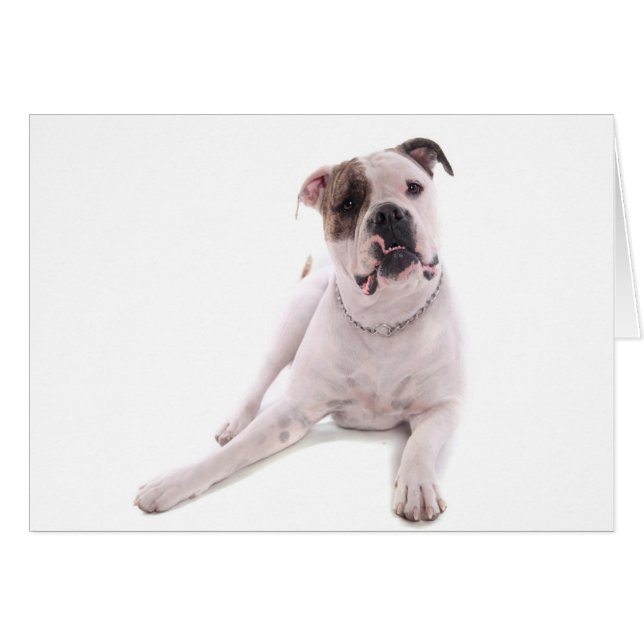 american bulldog hälsningskort (Framsidan Horizontal)