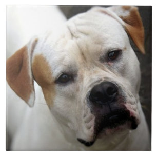 American Bulldog Kärlek, Rädding Hund Life Best Fr Kakelplatta