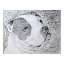 American Bulldog Pet Porträtt Art Pencil Teckning