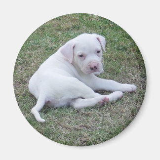 American Bulldog Puppy Magnet