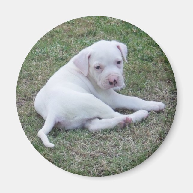 American Bulldog Puppy Magnet (Framsidan)