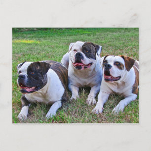 American Bulldog Vykort