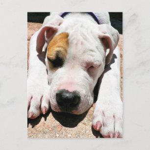 American Bulldog Vykort