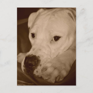 American Bulldog-vykort Vykort