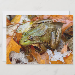 American Bullfrog i Fall Magnet