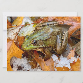 American Bullfrog i Fall Magnet