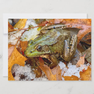 American Bullfrog i Fall Magnet